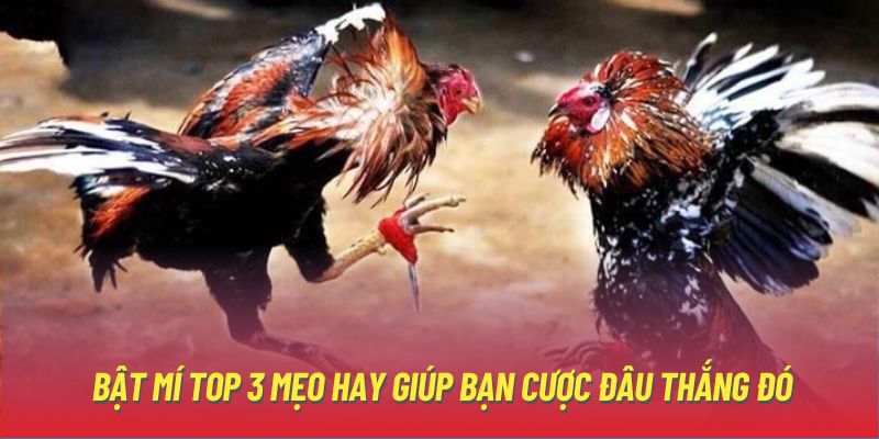 Bật mí top 3 mẹo hay giúp bạn cược đâu thắng đó