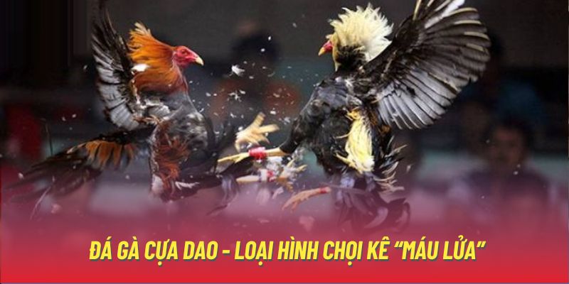 Đá gà cựa dao - Loại hình chọi kê “máu lửa”