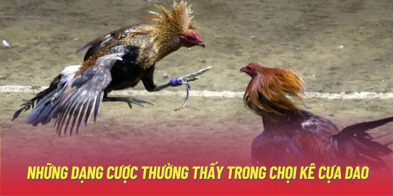 Những dạng cược thường thấy trong chọi kê cựa dao