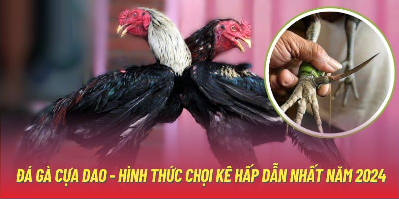 đá gà cựa dao