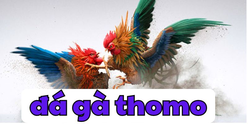 đá gà thomo